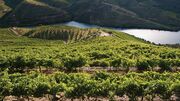 Douro e Alentejo escapam à quebra na produção de vinho em 2018