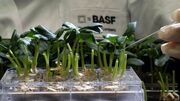 BASF: energia e protecção climática