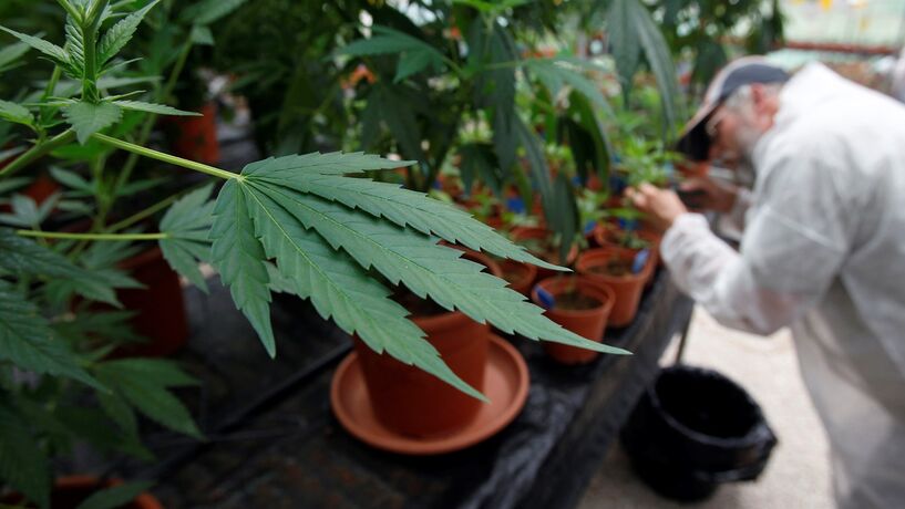 Empresa de canábis medicinal contrata 100 colaboradores em Portugal