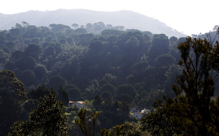 IMI dos rústicos representa só 0,5% do total da receita