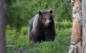Portugal confirmou a Espanha a existência de um urso pardo considerado extinto
