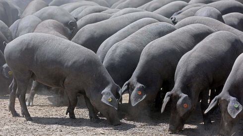 Preço da carne de porco na China dispara 110% e leva inflação para máximos de 8 anos