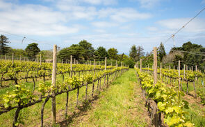 Governo reforça para 18 milhões de euros apoios ao setor dos vinhos