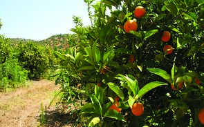 Exportações agrícolas sobem 7,1% até agosto
